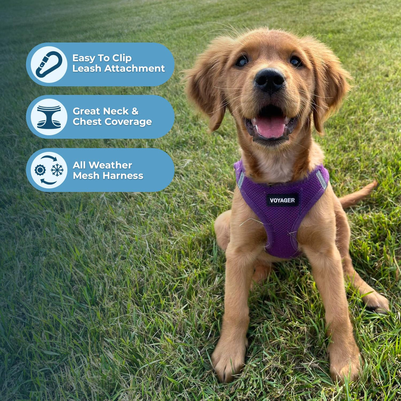 Voyager Step-in Air Dog Harness - All Weather Mesh Step in Vest Harness for Small and Medium Dogs and Cats by Best Pet Supplies - Harness (Purple), M (Chest: 16-18") Harness (Purple) M (Chest: 16 - 18")