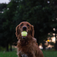 Harry Barker Rubber Balls and Rubber Chew Stick, Rubber Bone for Dogs - 2.5