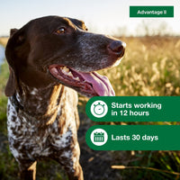 Advantage II Medium Dog Vet-Recommended Flea Treatment & Prevention | Dogs 11-20 lbs. | 4-Month Supply 4-Pack