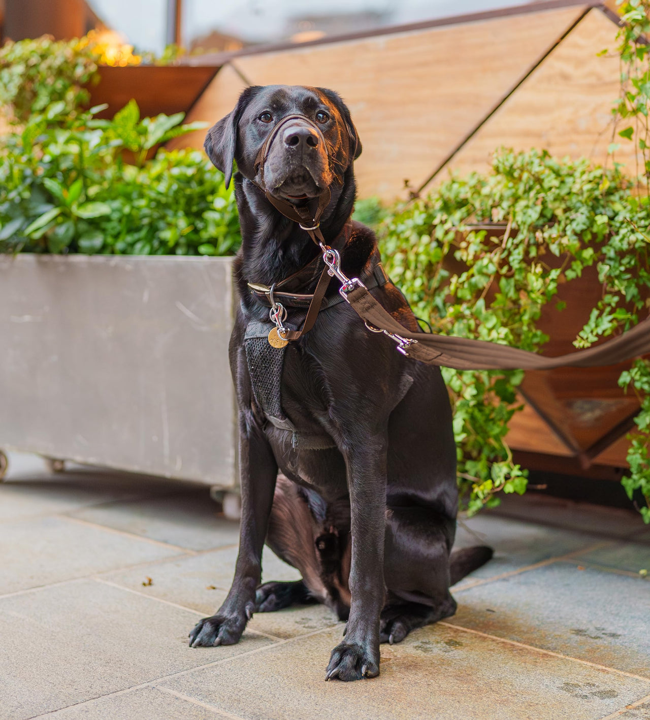 HALTI Training Leash - Multifunctional Double-Ended Dog Leash, Ideal for Anti-Pulling Dog Training. Lightweight & Durable. Suitable for Small to Medium Dogs & Puppies (Size Small, Deep Walnut, 2m)