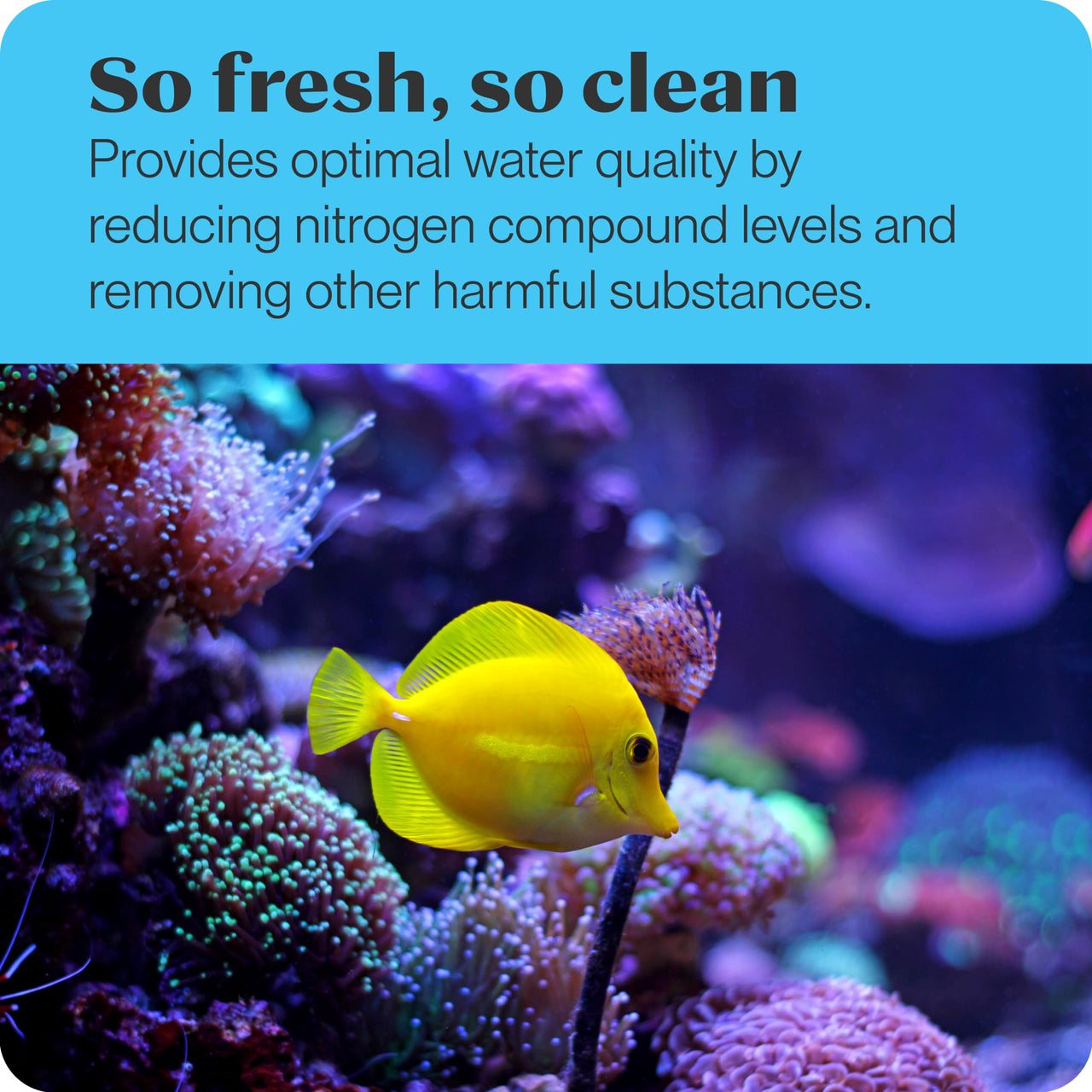 Brightwell Aquatics MicroBacter7 - Bacteria & Water Conditioner for Fish Tank or Aquarium, Populates Biological Filter Media for Saltwater and Freshwater Fish, 500ml
