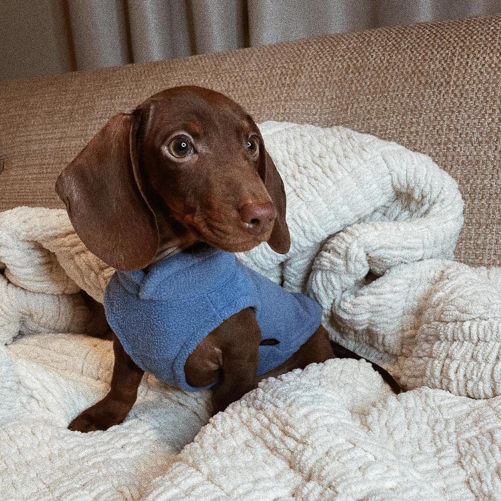 Gooby Fleece Vest Dog Sweater - Blue, X-Small - Warm Pullover Fleece Dog Jacket with O-Ring Leash - Winter Small Dog Sweater Coat - Cold Weather Dog Clothes for Small Dogs Boy or Girl X-Small (Around 4-lb)