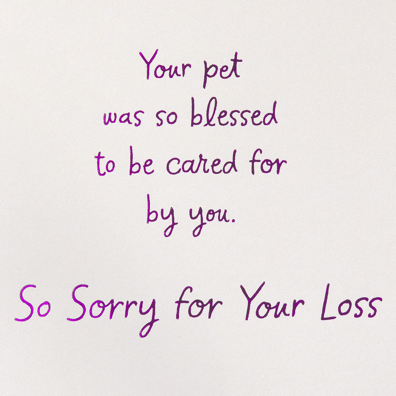 American Greetings Pet Sympathy Card (So Blessed) So Blessed