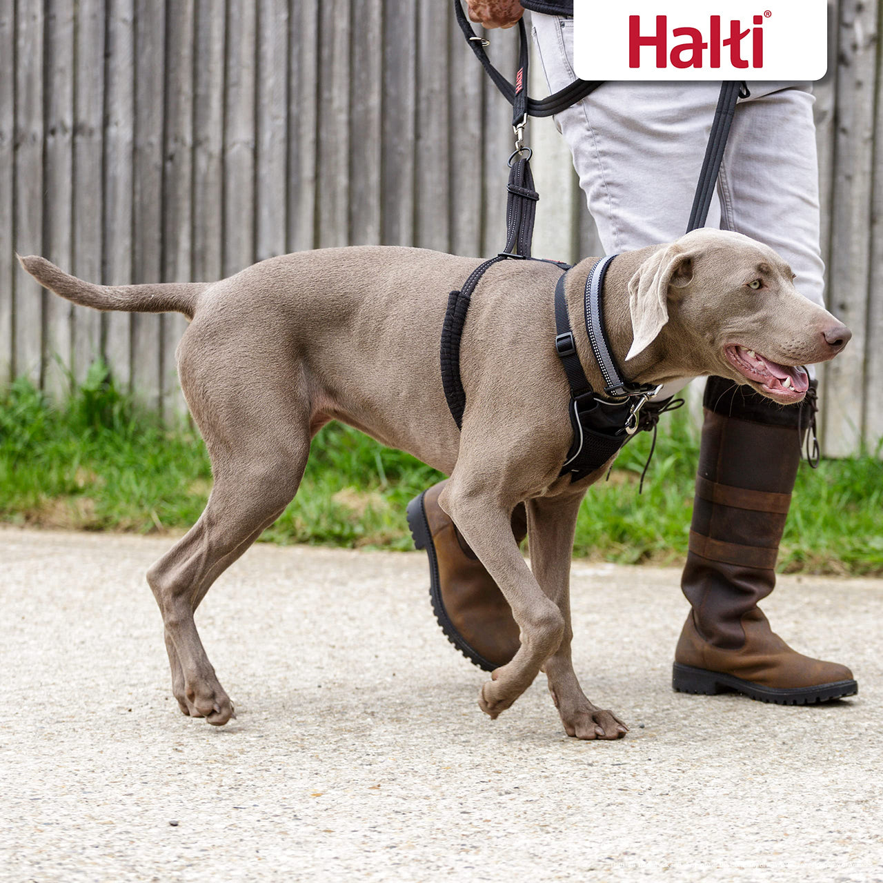 HALTI No Pull Harness - to Stop Your Dog Pulling on The Leash. Adjustable, Lightweight and Easy to Use. Reflective Dog Training Harness for Large Dogs (Size L)