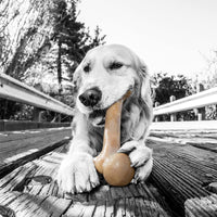 Pet Qwerks Dinosaur BarkBone - Wood Dog Bone for Moderate Chewers - Peanut Butter Flavor - 9.75