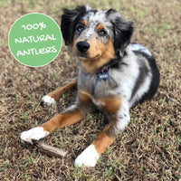 Nature Gnaws Elk Antlers for Large Dogs - Premium Natural USA Antler - Long Lasting Dog Bones for Aggressive Chewers - 5-8 Inch Mix of Split and Whole 5 Count (Pack of 1)