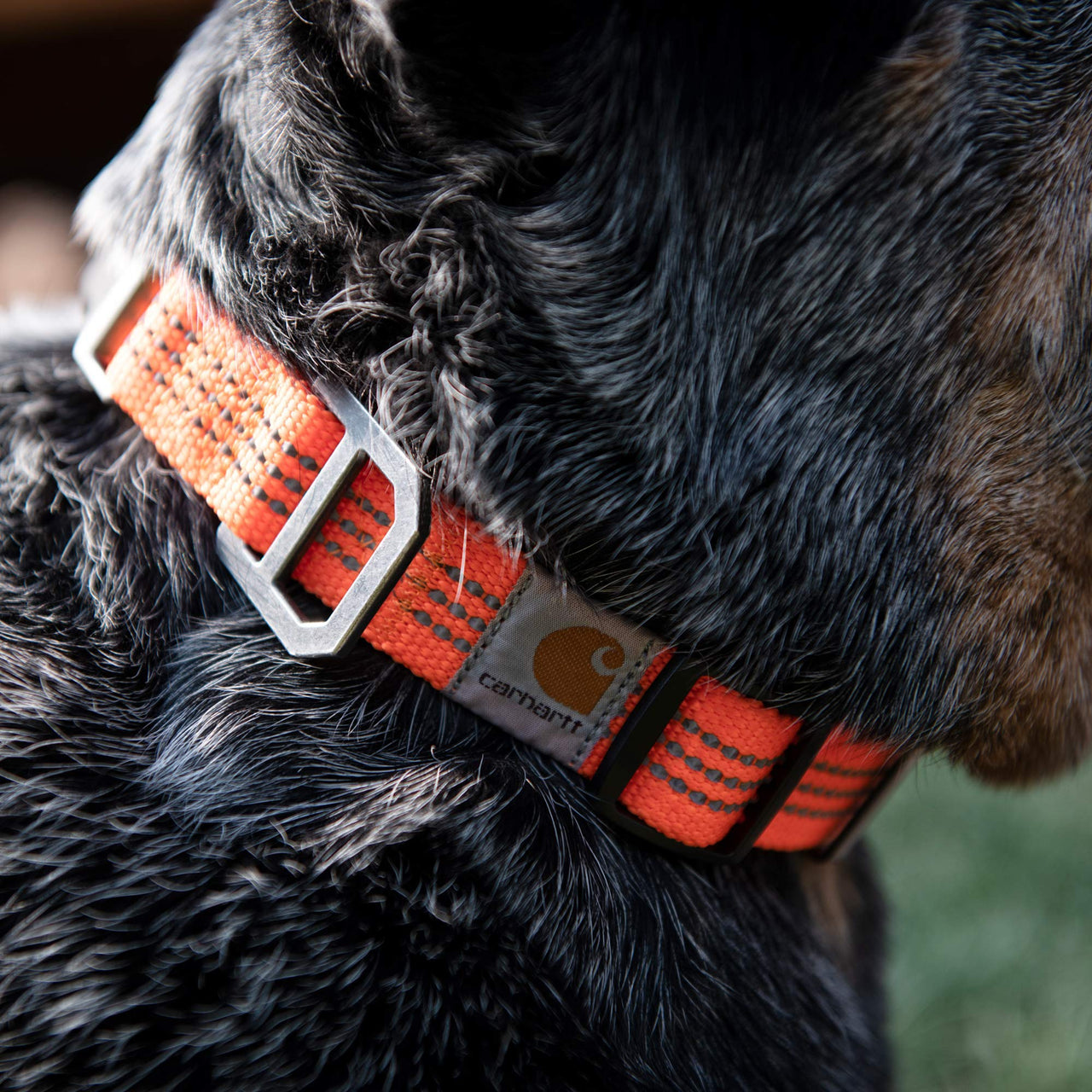 Carhartt Dog Collar Hunter Orange/Brushed Nickel Medium
