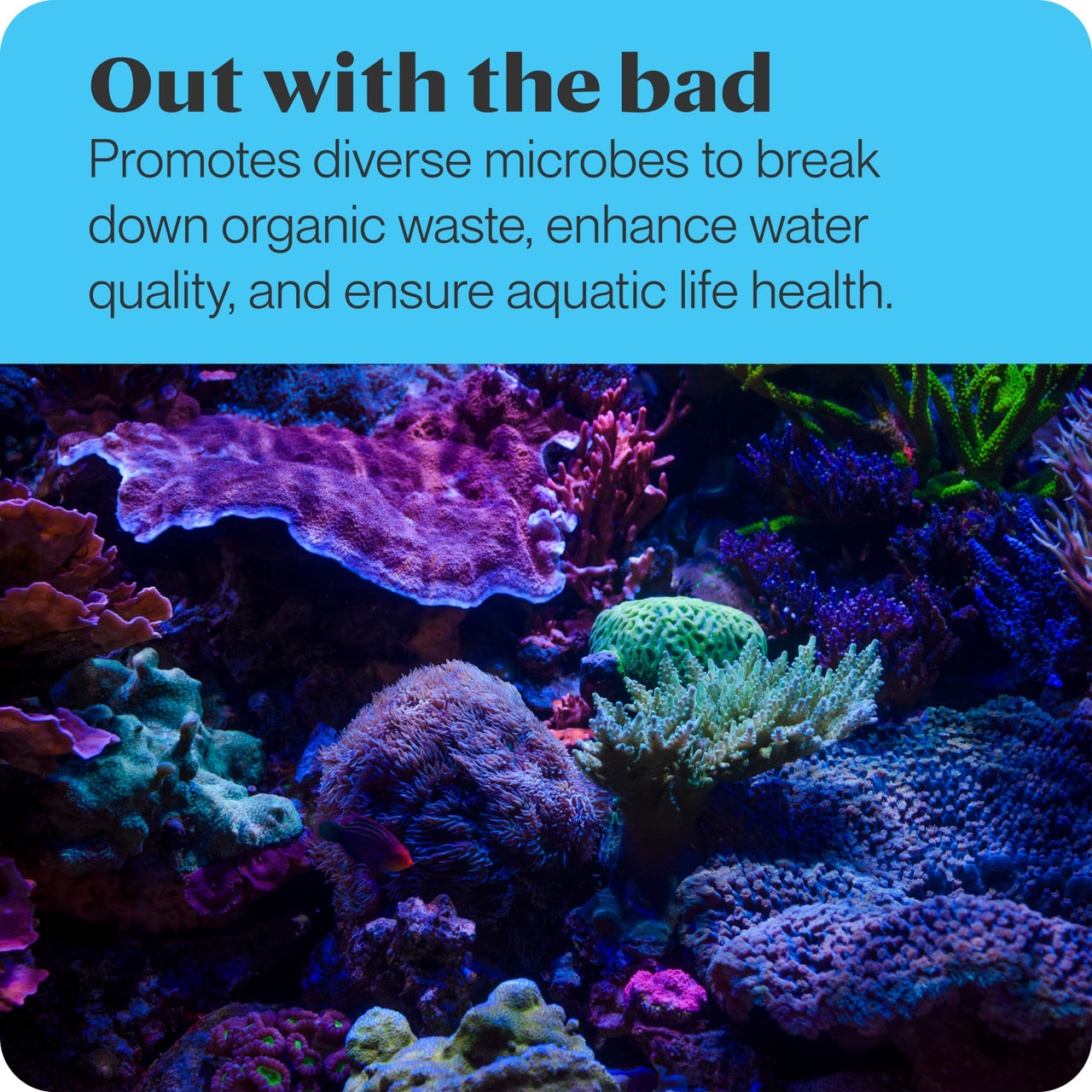 Brightwell Aquatics MicroBacter7 - Bacteria & Water Conditioner for Fish Tank or Aquarium, Populates Biological Filter Media for Saltwater and Freshwater Fish, 500ml