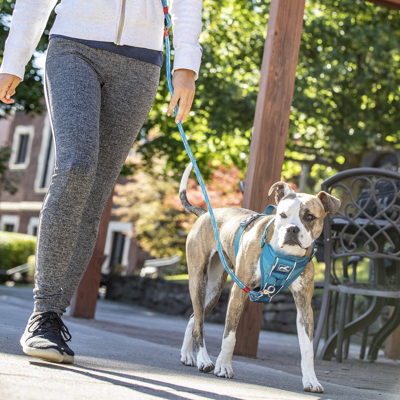 Kurgo Tru-Fit Smart Harness, Dog Harness, Pet Walking Harness, Quick Release Buckles, Front D-Ring for No-Pull Training, Includes Dog Seat Belt Tether (Blue, Medium) Blue