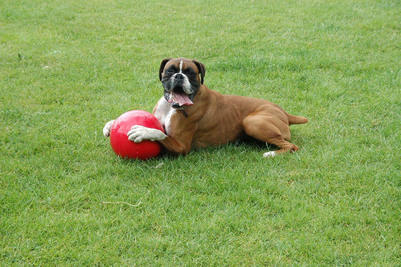 BOOMER BALL 4 inch, Virtually Indestructible Best Dog Toy, Boredom Busting Football, Tough & Durable Small Dog Ball, Floats on Water, Great for Mental Stimulation & High Energy Dogs, Assorted Colours