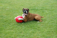 BOOMER BALL 4 inch, Virtually Indestructible Best Dog Toy, Boredom Busting Football, Tough & Durable Small Dog Ball, Floats on Water, Great for Mental Stimulation & High Energy Dogs, Assorted Colours