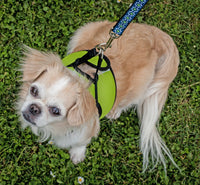 RC Pet Products Step in Cirque Soft Walking Dog Harness, Small, Black