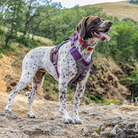 Kurgo Journey Air Dog Harness, Vest Harnesses for Dogs, Pet Hiking Harness for Running & Walking, Reflective, Padded, Includes Control Handle, No Pull Front Clip (Purple, Small)