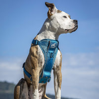 Kurgo Tru-Fit Smart Harness, Dog Harness, Pet Walking Harness, Quick Release Buckles, Front D-Ring for No-Pull Training, Includes Dog Seat Belt Tether (Blue, Medium) Blue