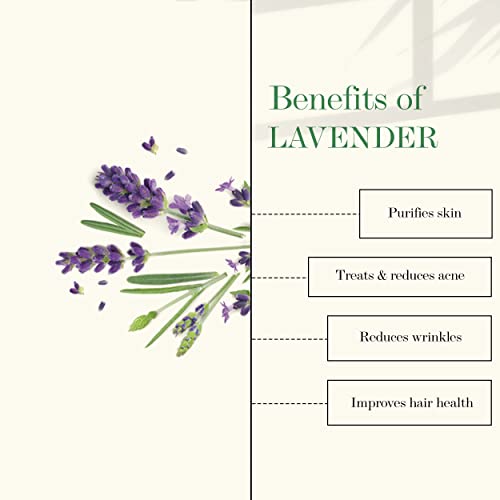 Good Vibes 100% Pure Lavender Essential Oil, 5 ml (Pack of 2) | Naturally Detoxifies and Rejuvenates Skin, Stimulates Hair Growth, Suitable For All Skin & Hair Types, No Alcohol, Parabens & Sulphates