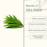 Good Vibes Tea Tree & Rosemary Anti Dandruff Hair Oil, 100 ml Moisturizes Hair, Hydrates Nourishes Soothes Scalp | For Rough & Dry Scalp & Hair | No Parabens, No Sulphates, No Mineral Oil