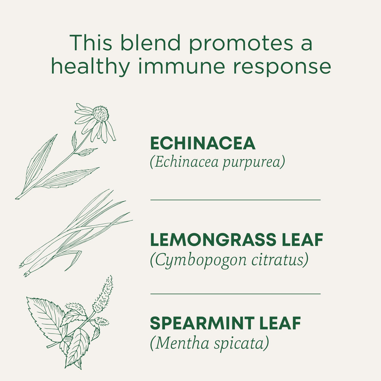 Traditional Medicinals Organic Echinacea Plus Seasonal Tea, 96 Tea Bags(Pack of 6)