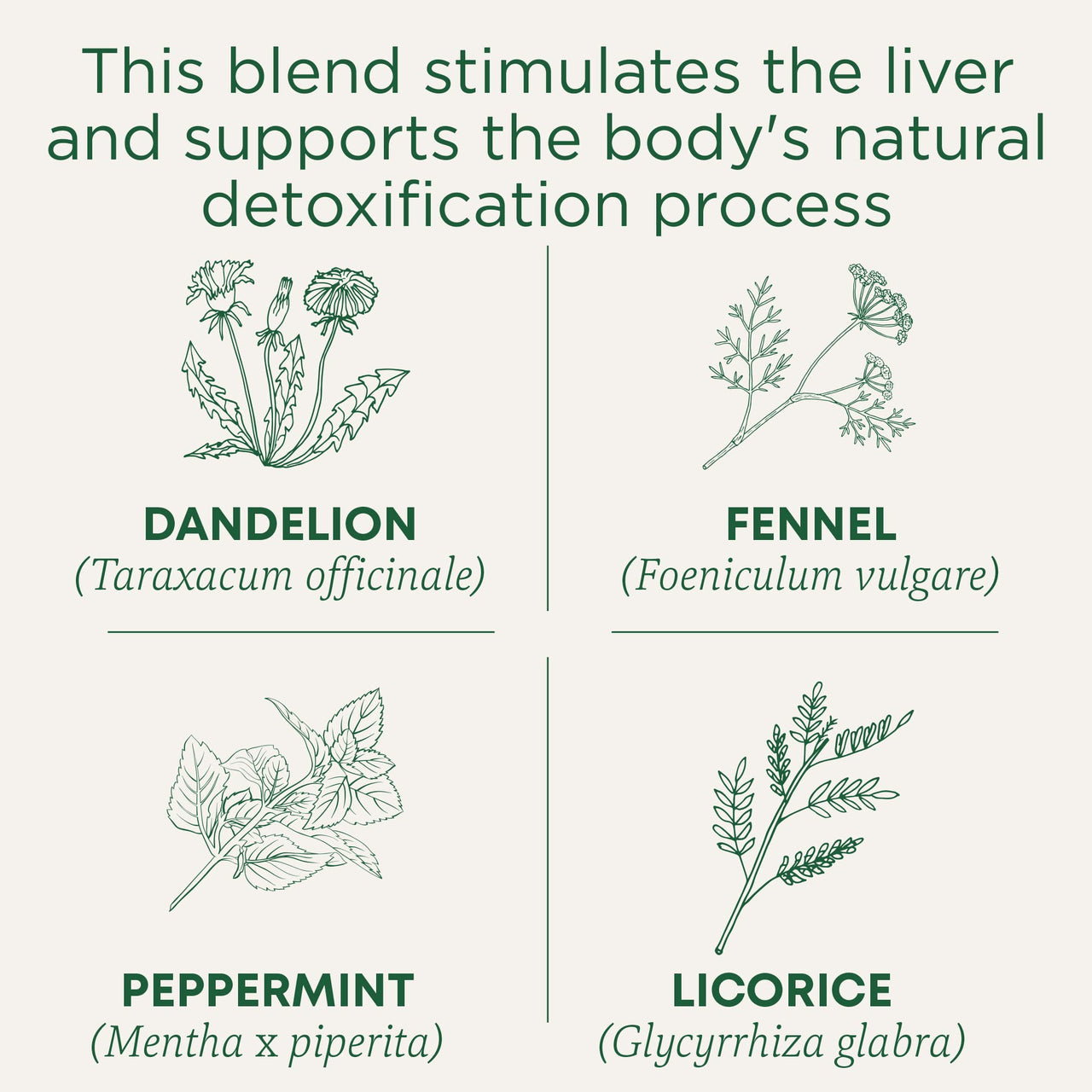 Traditional Medicinals Organic EveryDay Dandelion Detox Tea, 16 Count (Pack of 6)