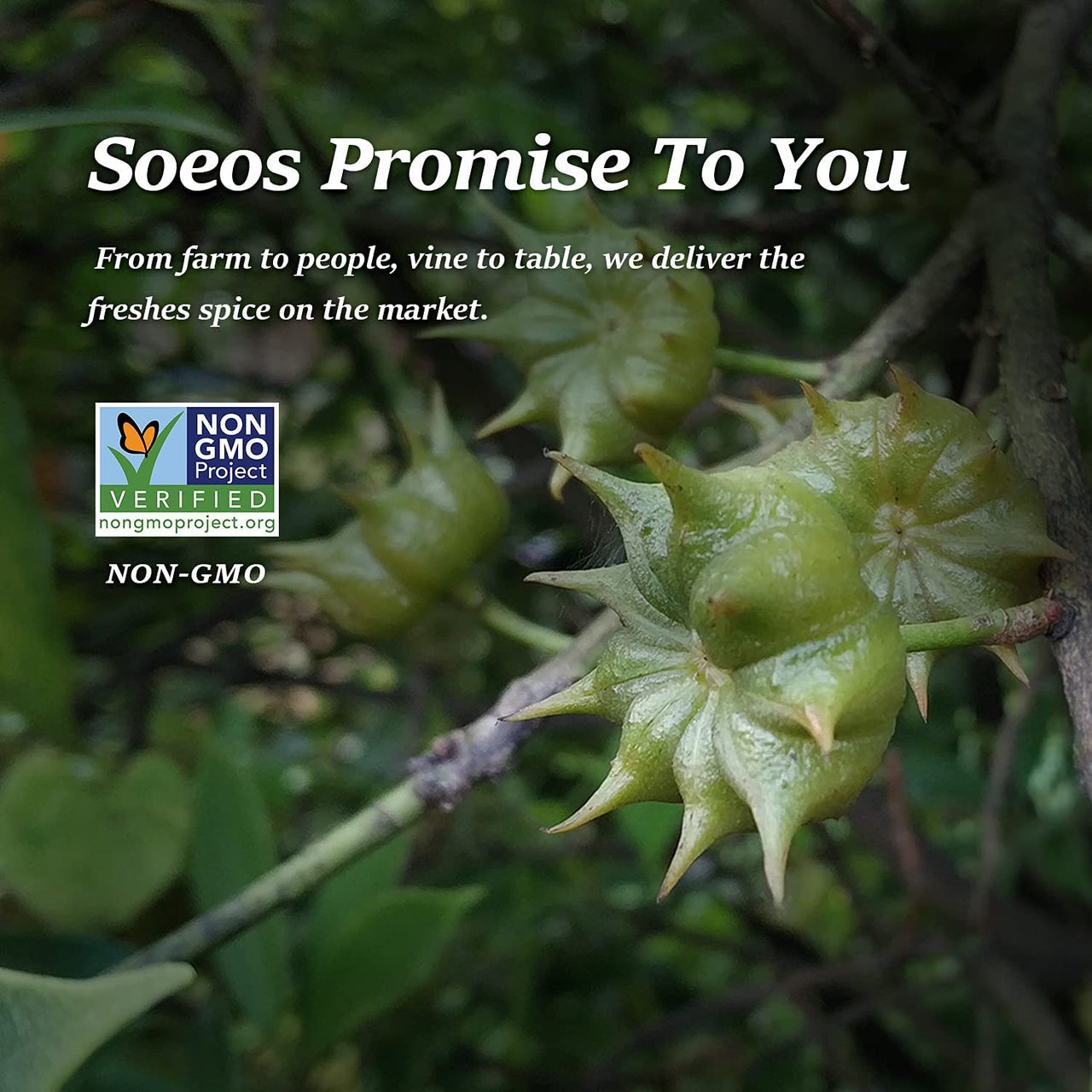 Soeos Star Anise Seeds 6oz (170g), Non-GMO Verified, Great for Baking and Tea, Anis Estrella, Whole Chinese Star Anise Pods, Dried Anise Star Spice, Chinese Star Anise, Star Anise Bulk, Anise Star.