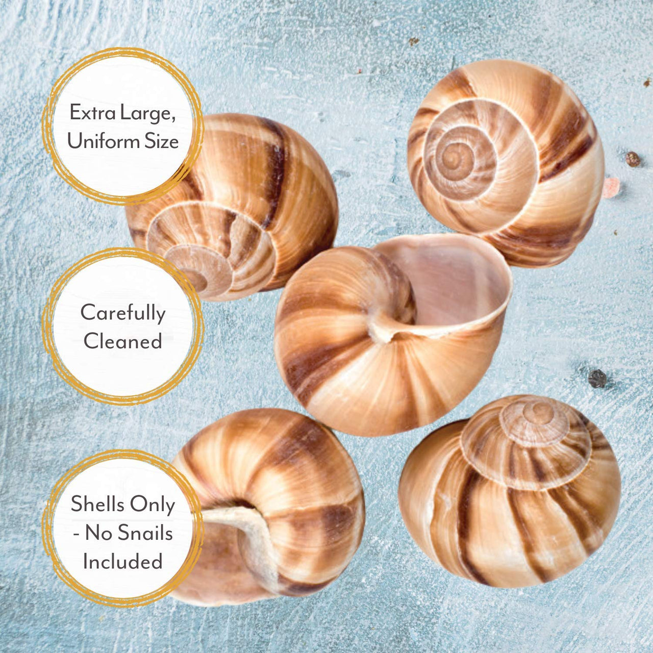 Roland Foods Extra Large Snail Shells, Specialty Imported Food, 36 Count Bag