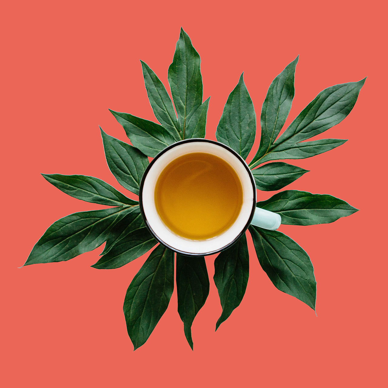 Blueberry Rooibos, Loose Leaf Tea - Elderberry, Hibiscus, Apple - Caffeine Free, Immune Boost Cold Care, Hot & Iced | bulk 8oz, 80-100 cups | The Spice Hut, First Sip of Tea
