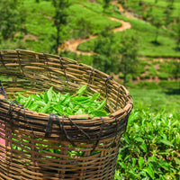 The Spice Hut The First Sip of Tea Star Of The Nile Flavored Loose Leaf Green Tea, 8 ounce (GF116C)