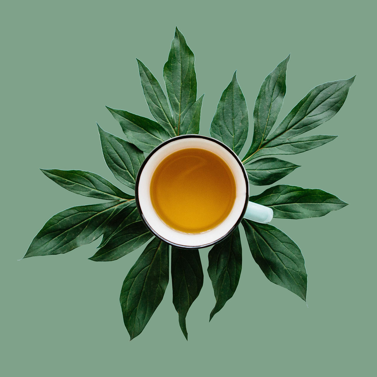 Washington Apple, Loose Leaf Green Tea - Cinnamon-Dried Apples - Caffeinated, Hot & Iced | bulk 8oz, 80-100 cups | The Spice Hut, First Sip of Tea