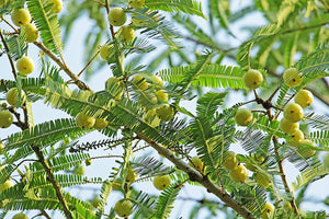 Mesmara Herbal Amla Powder, 125g