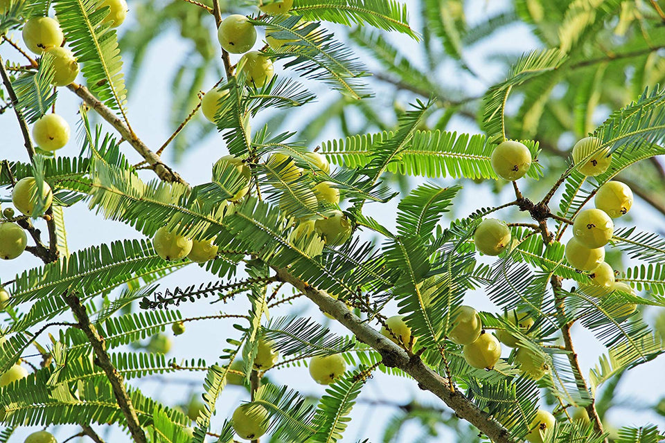 Mesmara Herbal Amla Powder, 125g